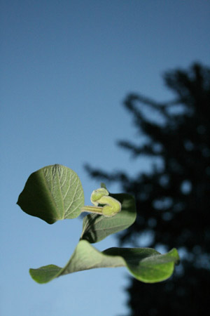 http://www.oleanna.de/files/gimgs/11_organic-botanic--1-pflanze1.jpg