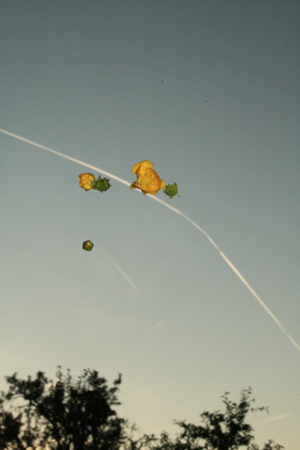 http://www.oleanna.de/files/gimgs/11_organic-botanic-1-butterblume.jpg