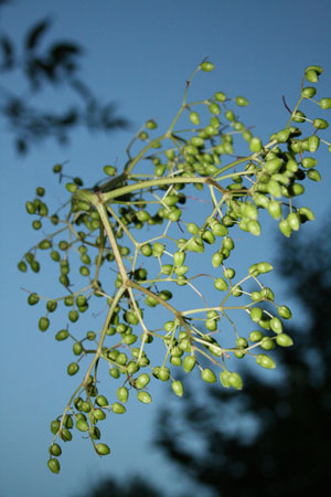 http://www.oleanna.de/files/gimgs/11_organic-botanic-1-holunder.jpg