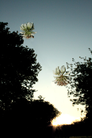 http://www.oleanna.de/files/gimgs/11_organic-botanic-1-klee.jpg