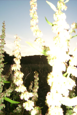 http://www.oleanna.de/files/gimgs/11_organic-botanic-3-ampfer.jpg