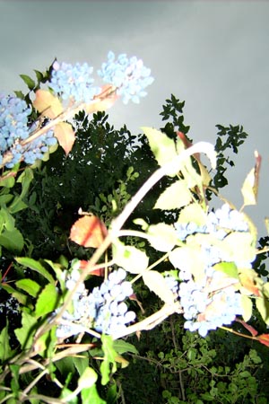 http://www.oleanna.de/files/gimgs/11_organic-botanic-3-busch.jpg