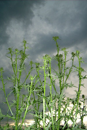 http://www.oleanna.de/files/gimgs/11_organic-botanic-3-distel.jpg