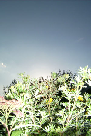 http://www.oleanna.de/files/gimgs/11_organic-botanic-3-kraut.jpg