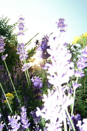 http://www.oleanna.de/files/gimgs/11_organic-botanic-3-lavendel.jpg
