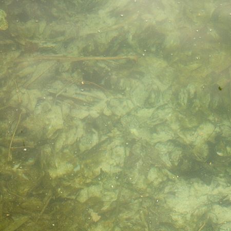 http://www.oleanna.de/files/gimgs/25_wasser-algen.jpg